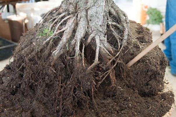 将景观树制作成盆景 - 第2部分