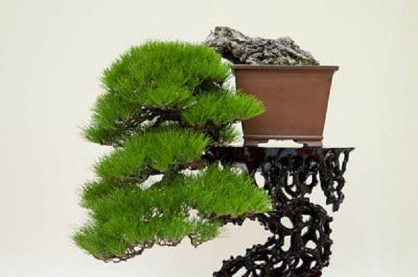 将景观树制作成盆景 - 第2部分