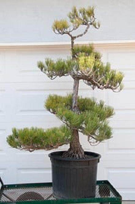 如何将景观树制作成盆景? 第1部分