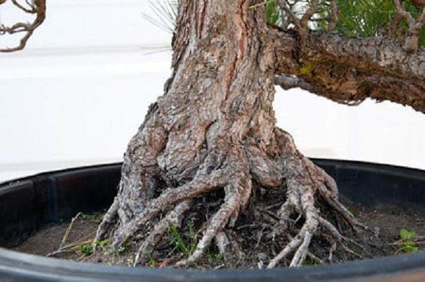 如何将景观树制作成盆景? 第1部分