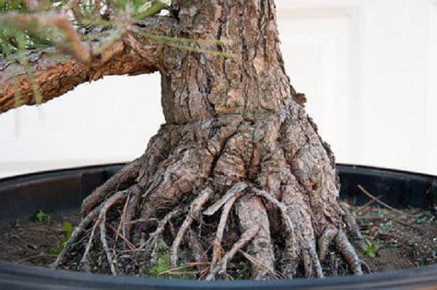 如何将景观树制作成盆景? 第1部分