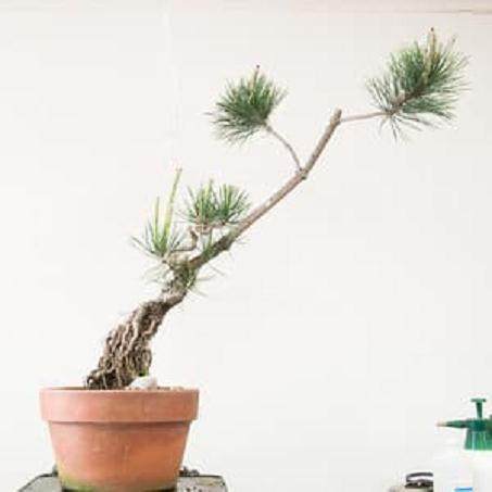 图解 对幼松盆景的发芽修剪工作