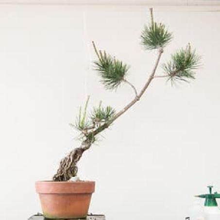 图解 对幼松盆景的发芽修剪工作