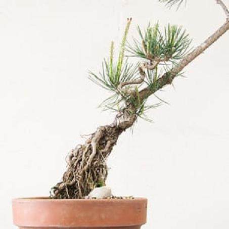 图解 对幼松盆景的发芽修剪工作