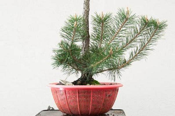 图解 对幼松盆景的发芽修剪工作