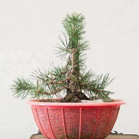 图解 对幼松盆景的发芽修剪工作