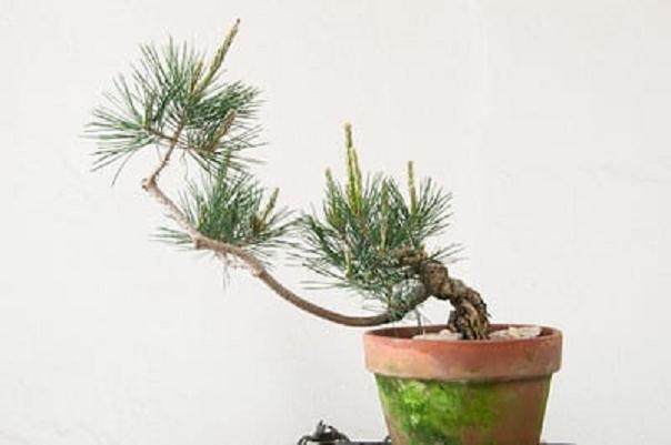 图解 对幼松盆景的发芽修剪工作