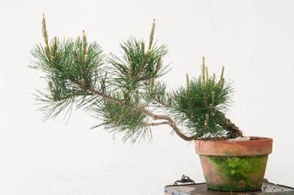 图解 对幼松盆景的发芽修剪工作