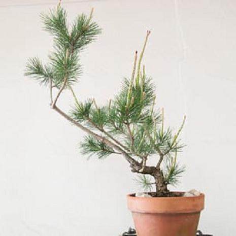 图解 对幼松盆景的发芽修剪工作