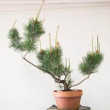 图解 对幼松盆景的发芽修剪工作