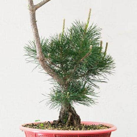 图解 对幼松盆景的发芽修剪工作