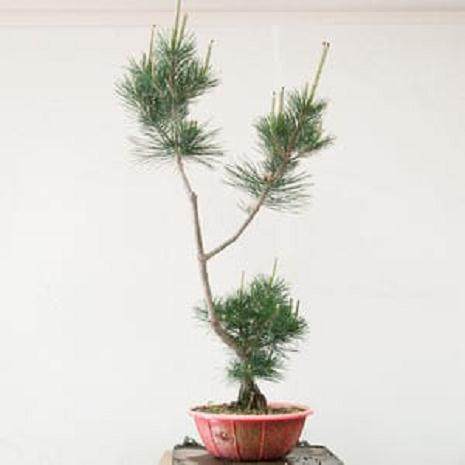 图解 对幼松盆景的发芽修剪工作