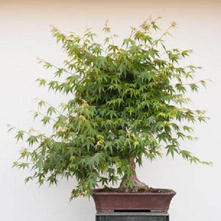 图解 如何对日本枫叶盆景的空中压条