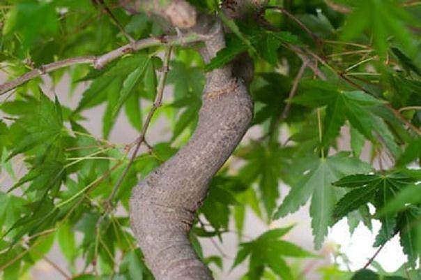 图解 如何对日本枫叶盆景的空中压条