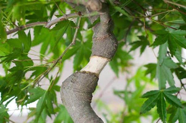 图解 如何对日本枫叶盆景的空中压条