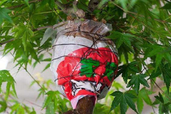 图解 如何对日本枫叶盆景的空中压条