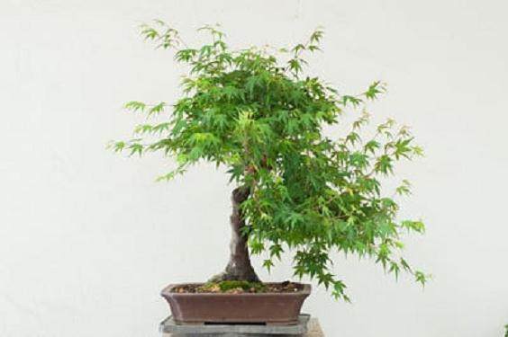 图解 如何对日本枫叶盆景的空中压条