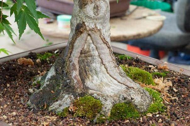 图解 如何对日本枫叶盆景的空中压条