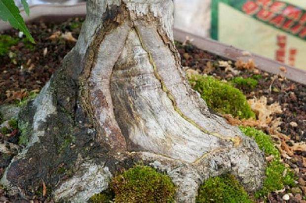 图解 如何对日本枫叶盆景的空中压条