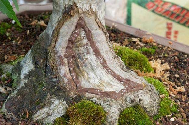 图解 如何对日本枫叶盆景的空中压条