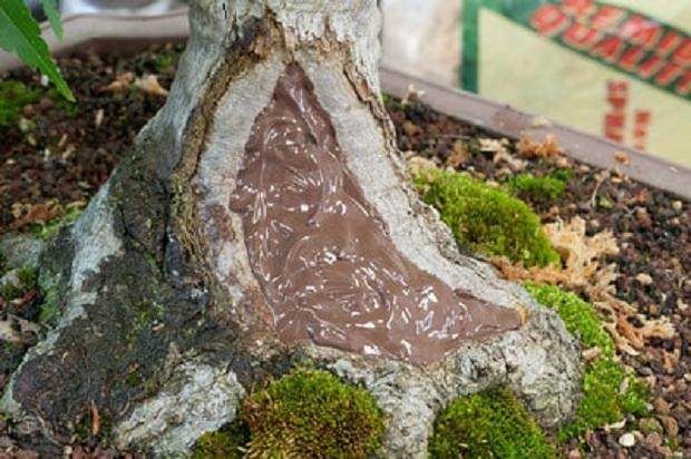 图解 如何对日本枫叶盆景的空中压条