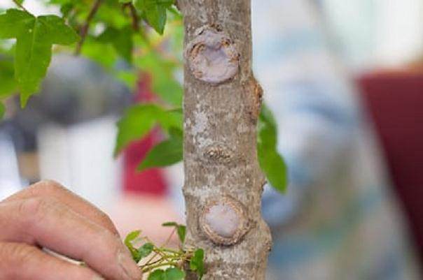 图解 如何对日本枫叶盆景的空中压条