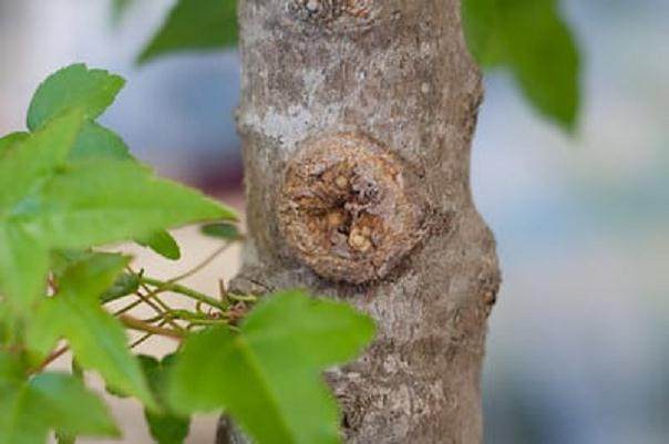 图解 如何对日本枫叶盆景的空中压条