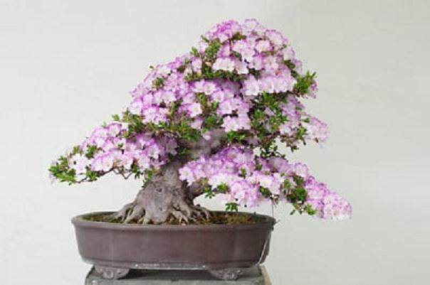 图解 如何对日本枫叶盆景的空中压条