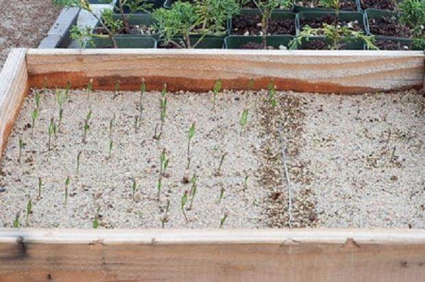 图解 将松树盆景种子发芽制作成盆景