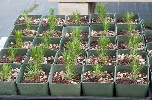 图解 将松树盆景种子发芽制作成盆景