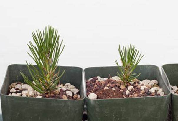 图解 将松树盆景种子发芽制作成盆景