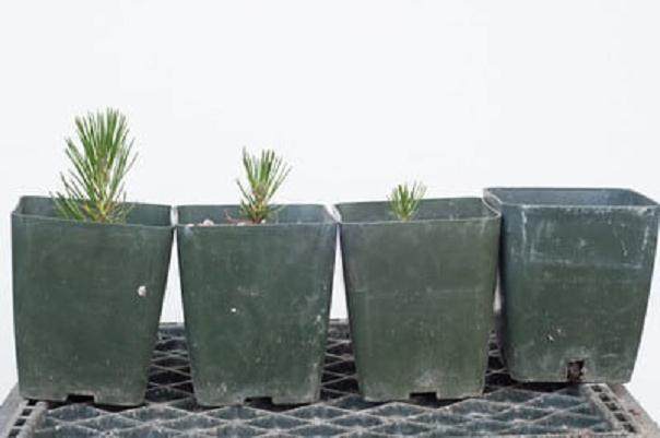 图解 将松树盆景种子发芽制作成盆景