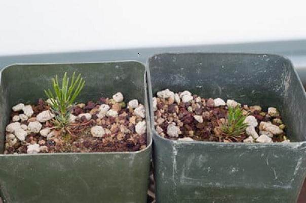 图解 将松树盆景种子发芽制作成盆景