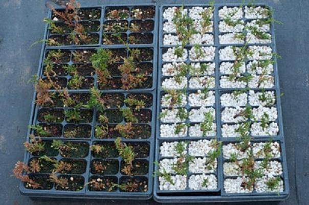 图解 如何扦插真柏盆景怎么造型设计