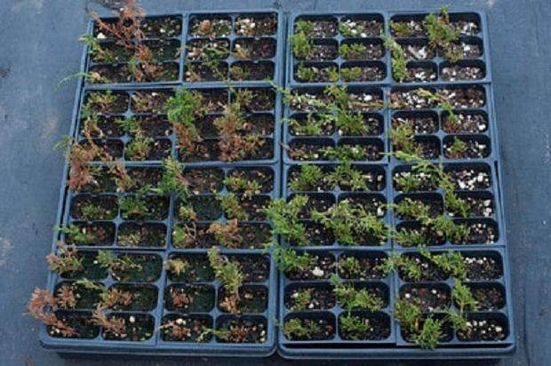 图解 如何扦插真柏盆景怎么造型设计