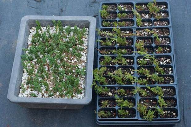 图解 如何扦插真柏盆景怎么造型设计