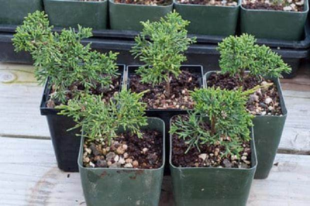 图解 如何扦插真柏盆景怎么造型设计