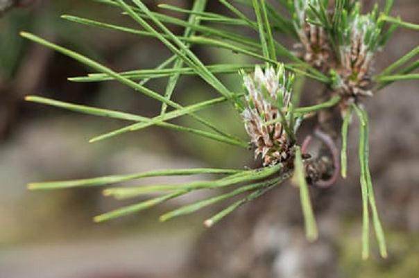 如何防治盆景嫩叶遭到蚜虫的侵害