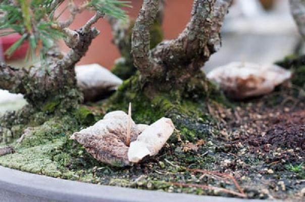 图解 如何用茶袋来给盆景施肥