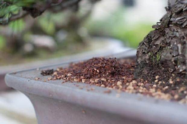 图解 如何用茶袋来给盆景施肥