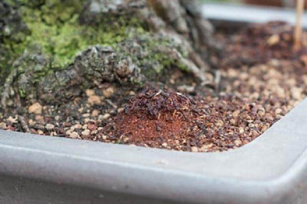 图解 如何用茶袋来给盆景施肥