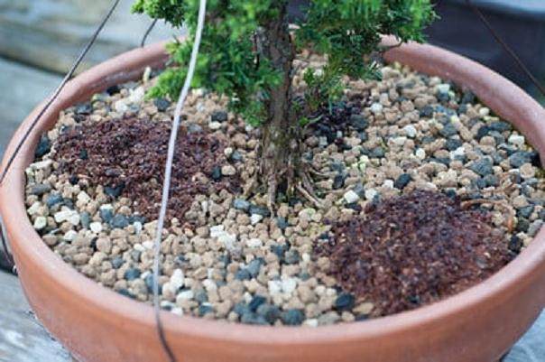 图解 如何用茶袋来给盆景施肥