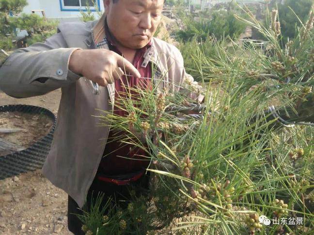 2018年 山东盆景艺术大师评审工作