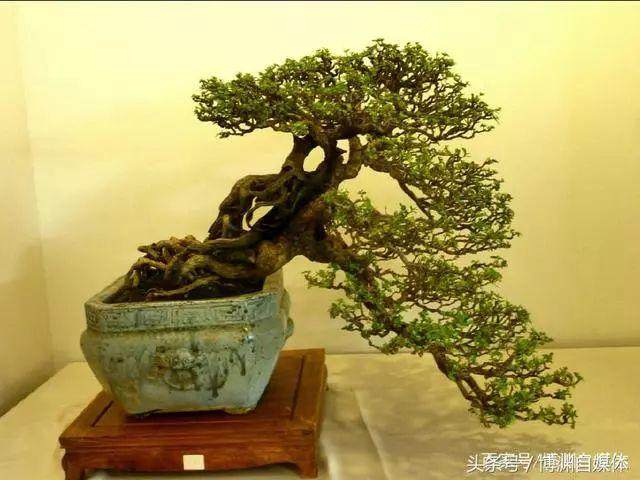 只需要3个步骤 教你得到盆景漂亮的提根!