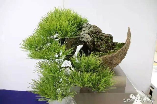 黑松盆景的翻盆用土与浇水施肥