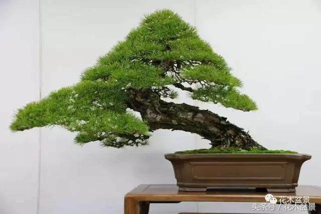 黑松盆景的翻盆用土与浇水施肥