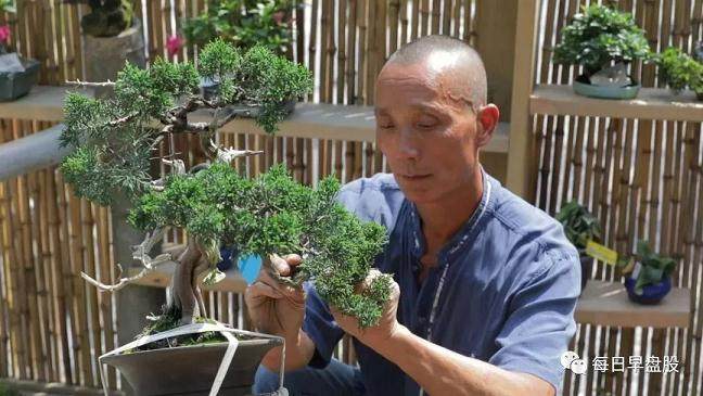 60多岁老顽童&ldquo;玩&rdquo;盆景日赚130万