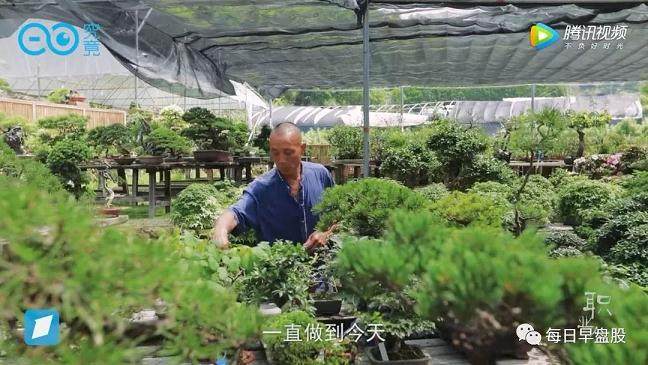 60多岁老顽童&ldquo;玩&rdquo;盆景日赚130万