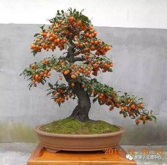 怎样才能使金弹子老鸦柿盆景挂果满枝?