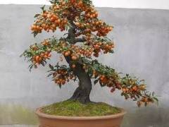 怎样才能使金弹子老鸦柿盆景挂果满枝